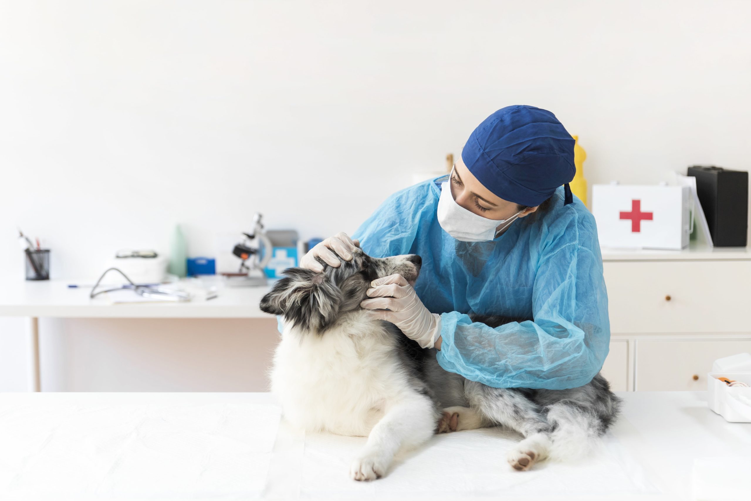 Vet with dog